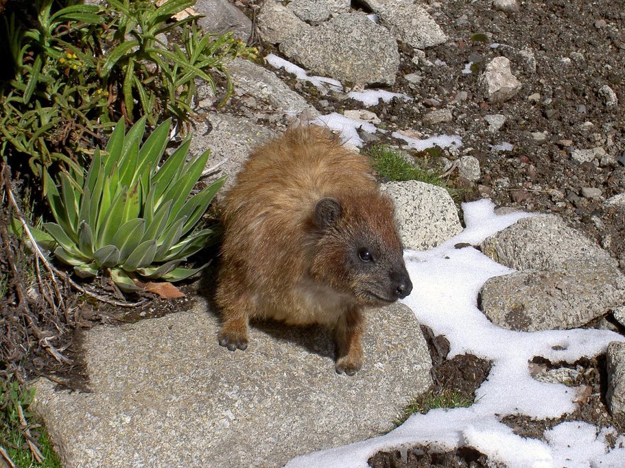 A hyrax on Mt. Kenya