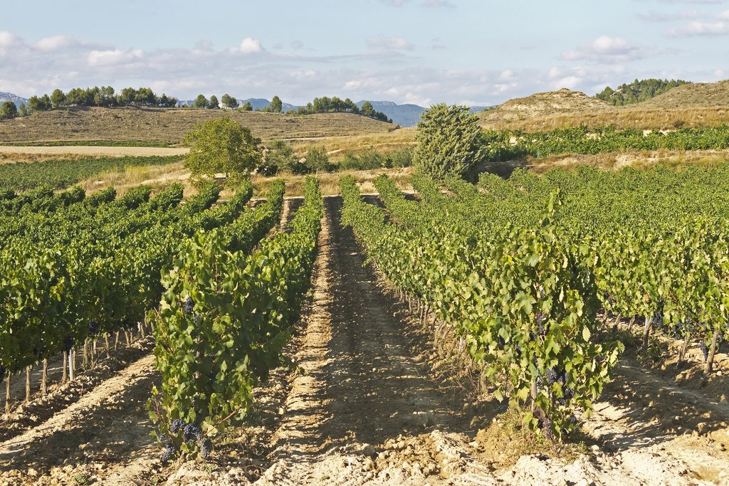 Take a wine tour of La Rioa