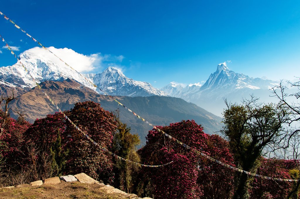 Prayer flags and rhododendrons on the ridgeline 