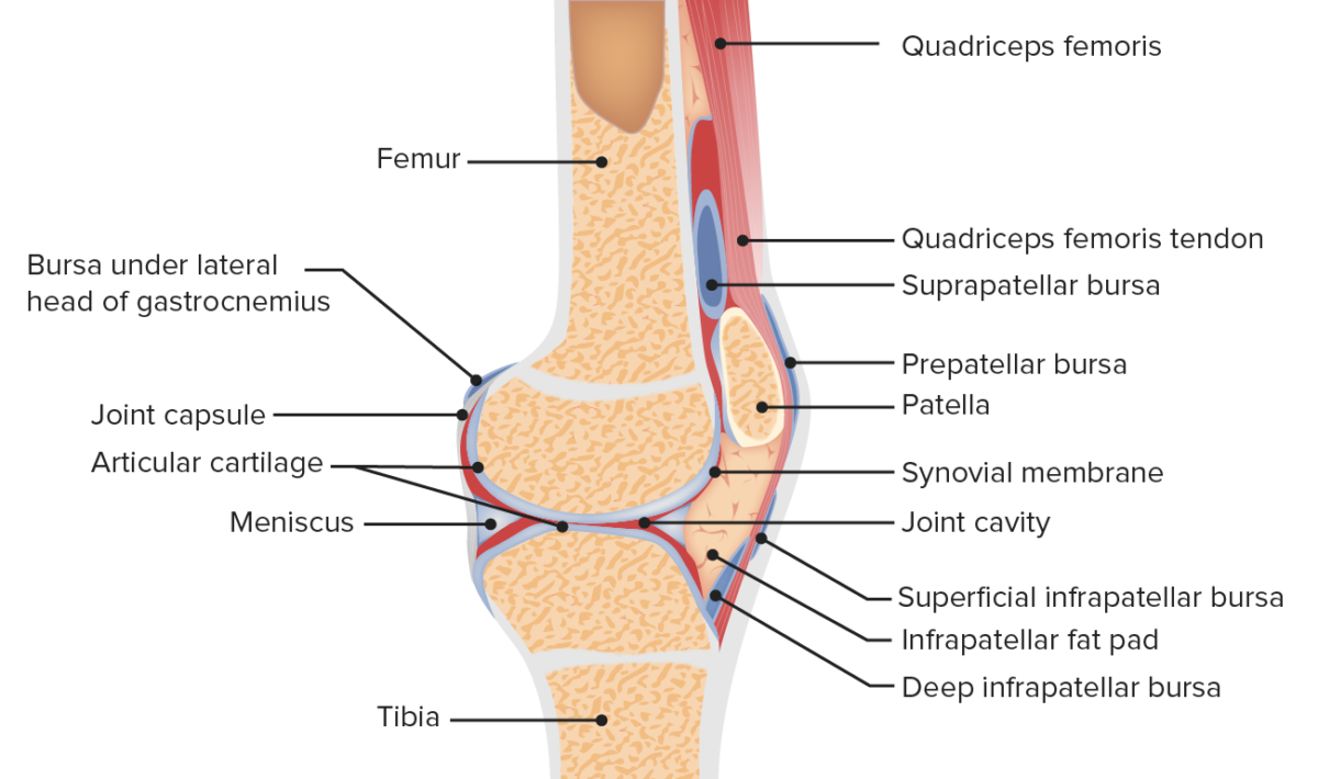 Anatomy of the patellofemoral joint