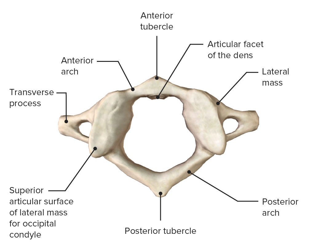 vertebral-column-anatomy-concise-medical-knowledge