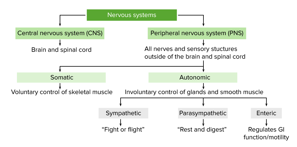 Autonomic Nervous System: Anatomy | Concise Medical Knowledge