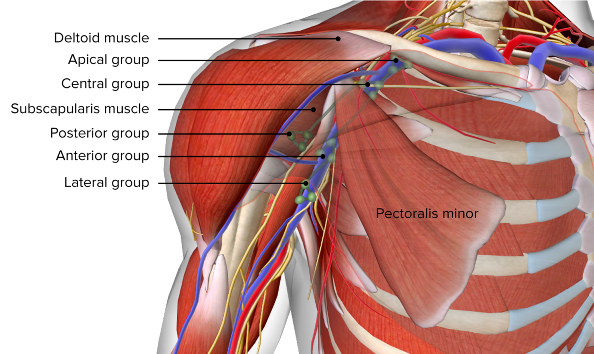 Axillary lymph nodes