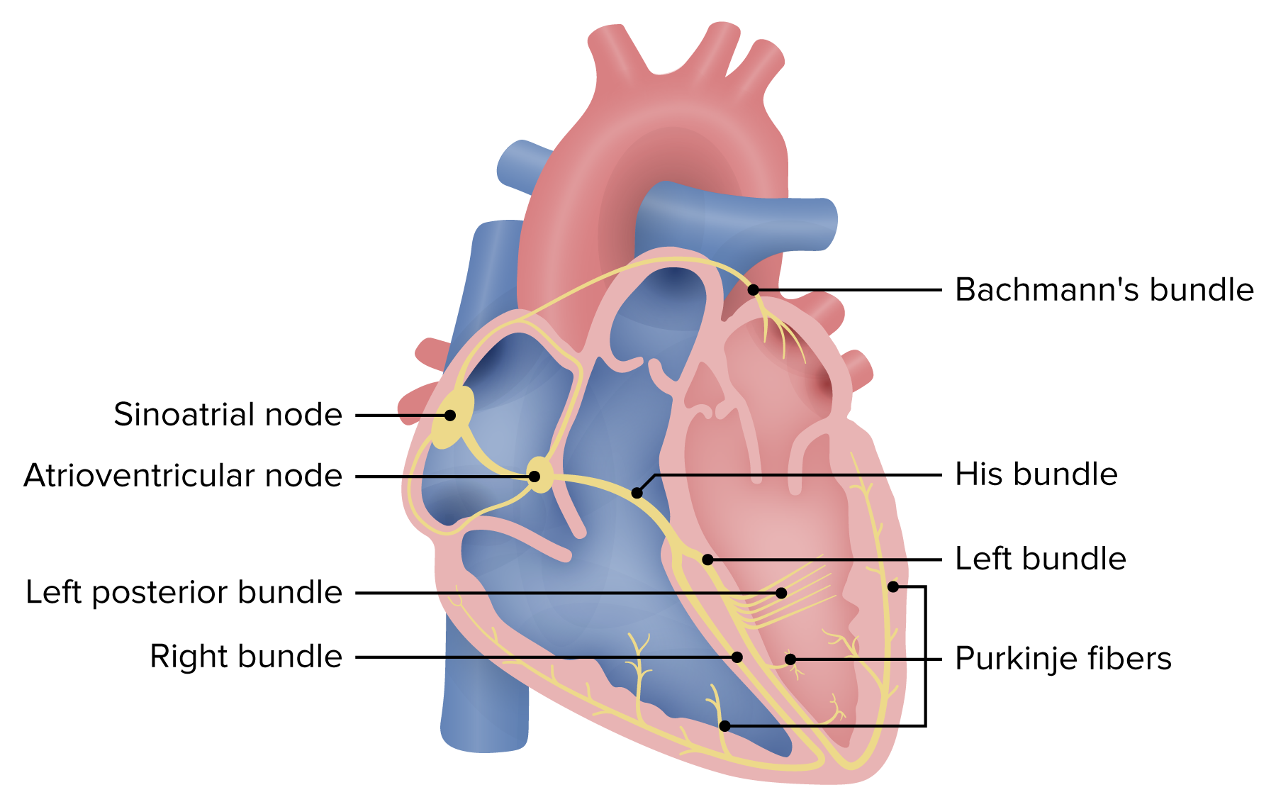 Heart Anatomy Conduction System