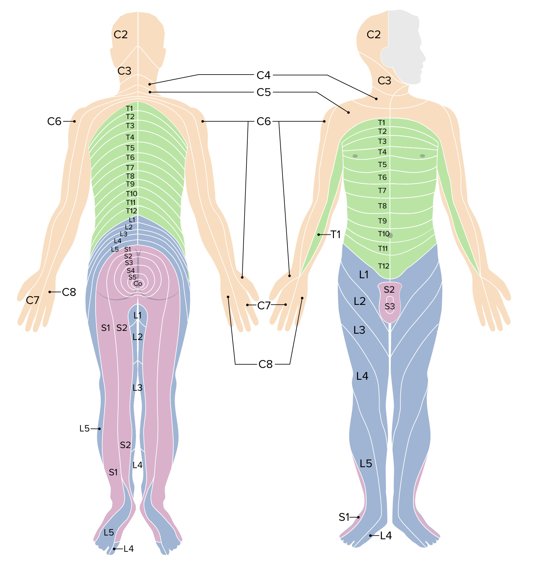 Spinal Cord: Anatomy | Concise Medical Knowledge