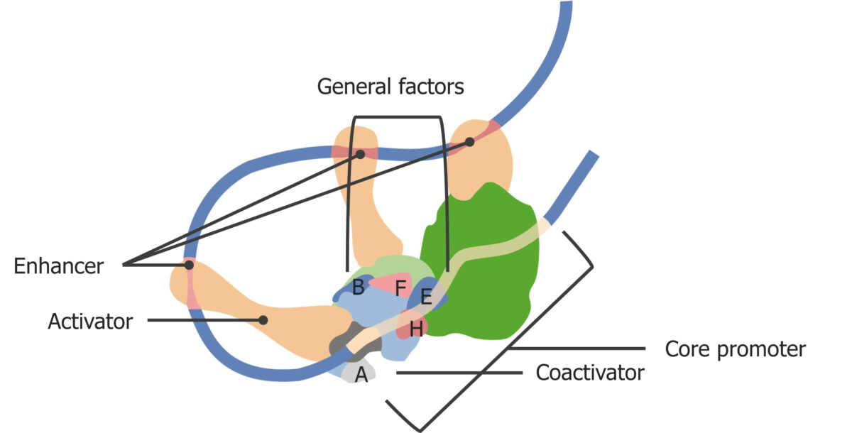 Eukaryotic transcription initiation complex