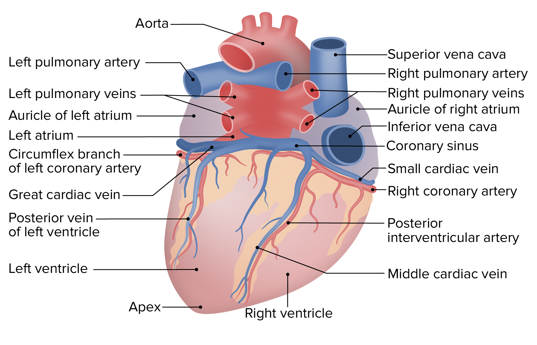 Posterior External Heart Diagram Labeled