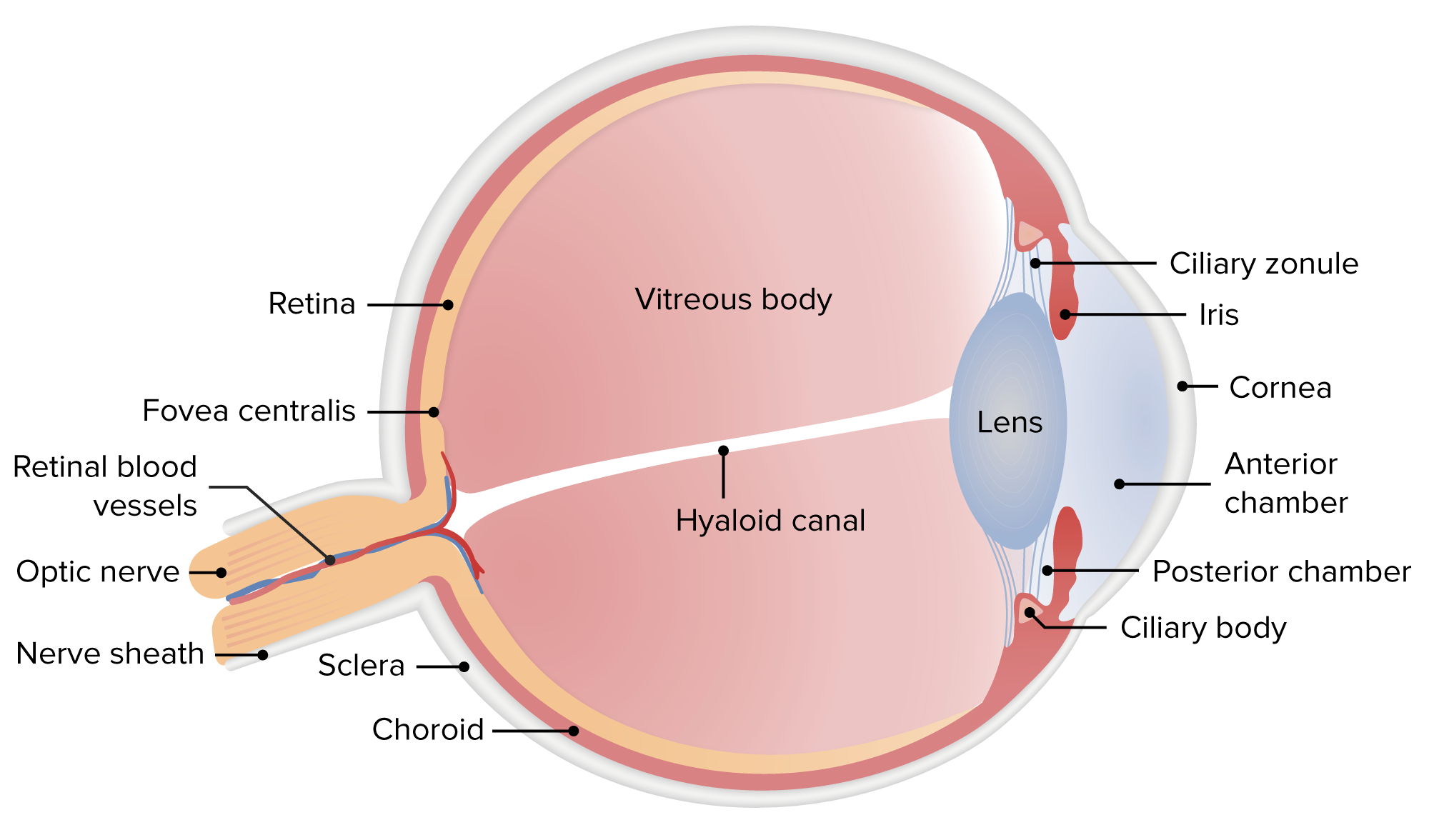 Retinal Detachment | Concise Medical Knowledge