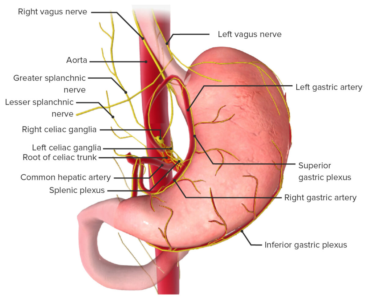 Innervation of the stomach