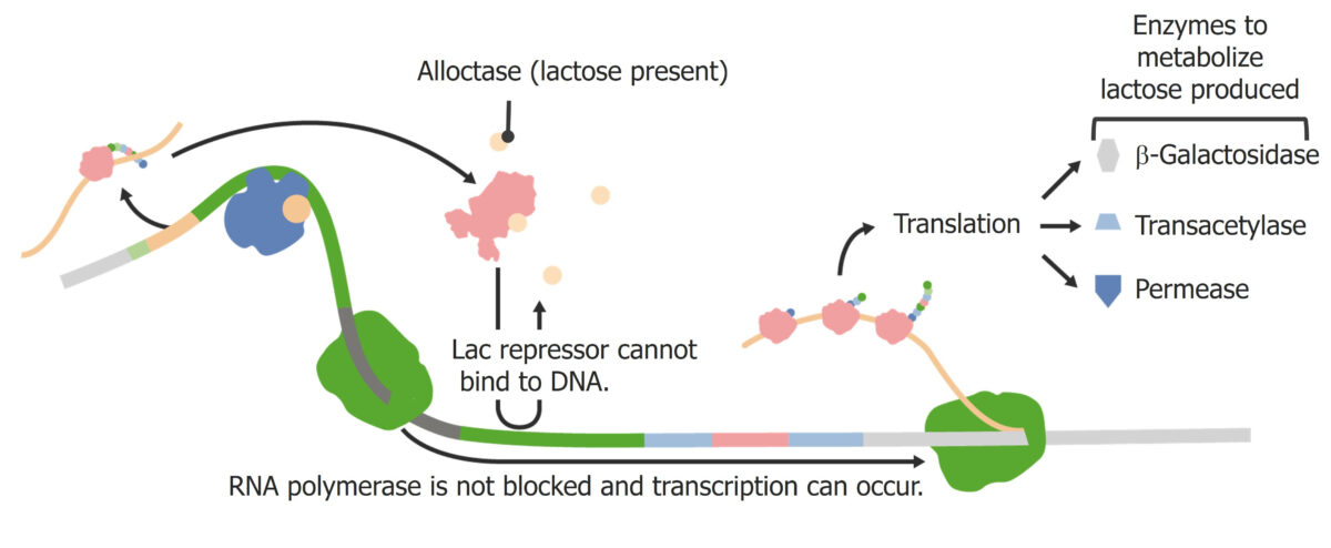 Lac operon