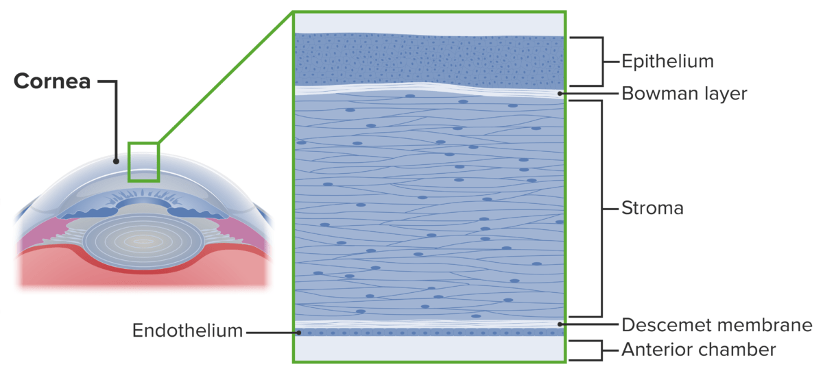 Layers of the cornea