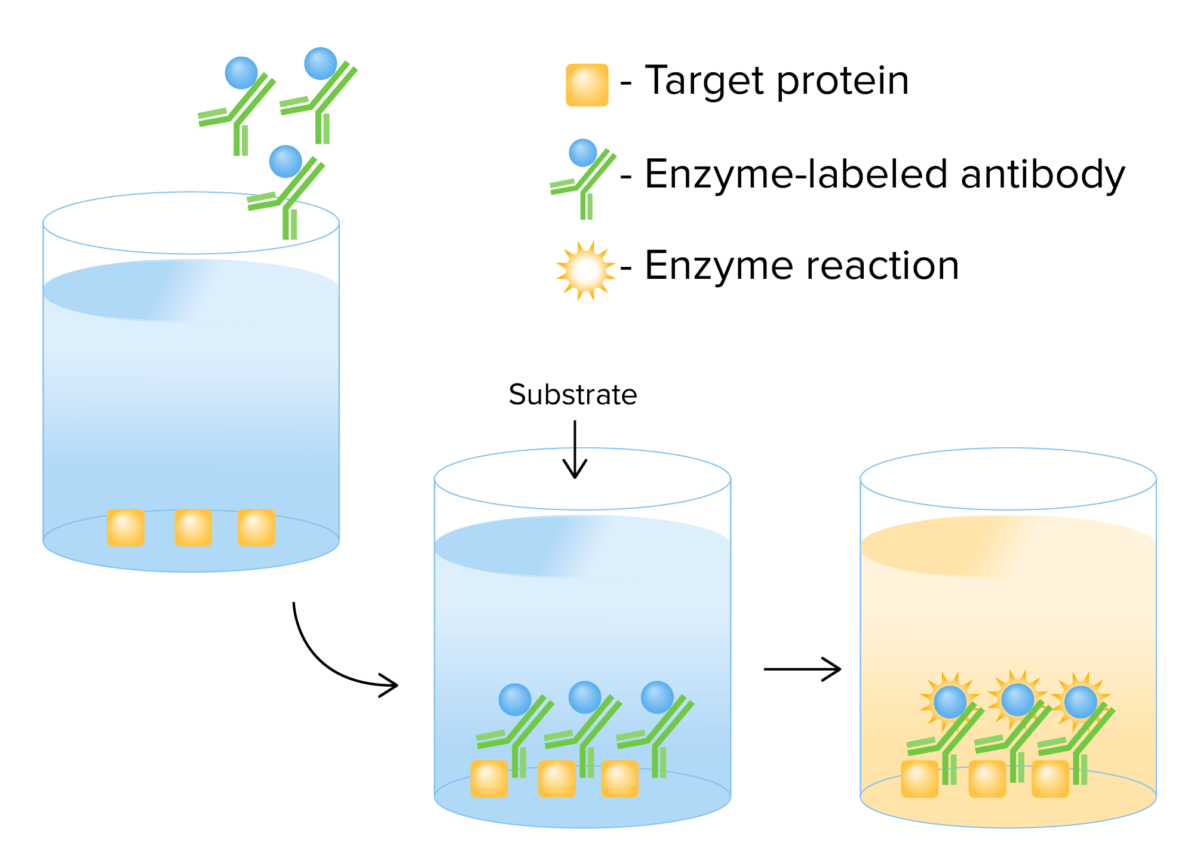 Mechanism of direct elisa