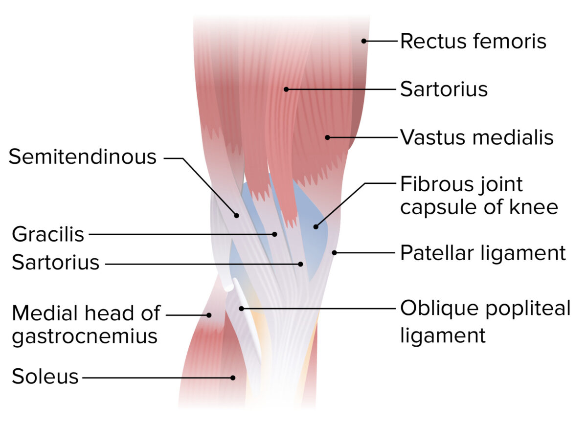 Medial view of the lower thigh and knee joint