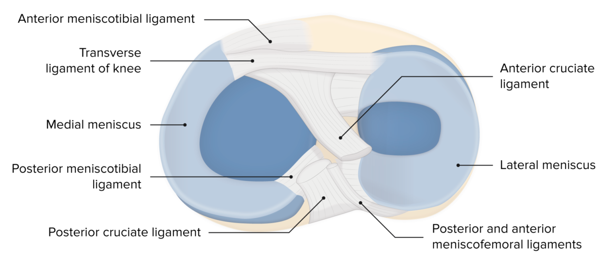 Menisci of the knee