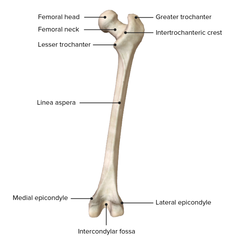 Sintético 94+ Foto El Femur Es Un Hueso Largo Corto O Plano Cena Hermosa