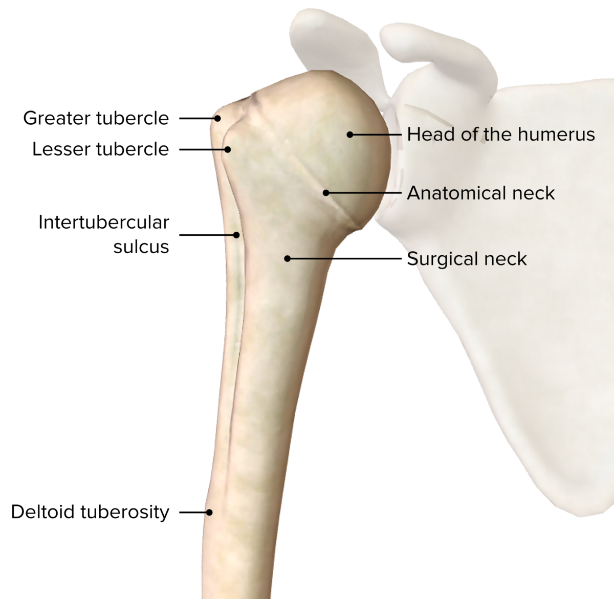 Humerus And Scapula Anterior View