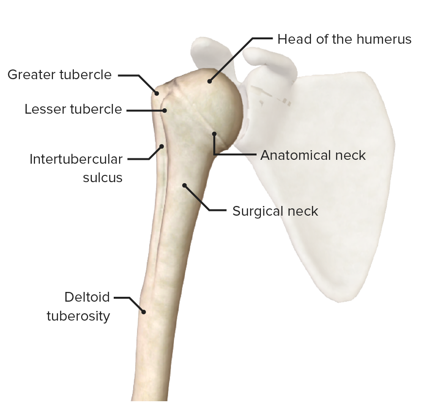 Arm: Anatomy [+video] - Lecturio Medical