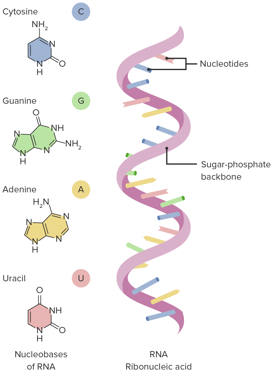 Stages of Transcription | Concise Medical Knowledge