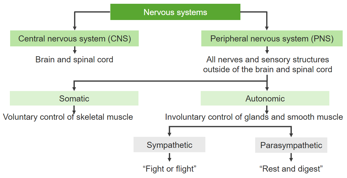 Nervous System: Structure, Function And Diagram Kenhub, 44% OFF