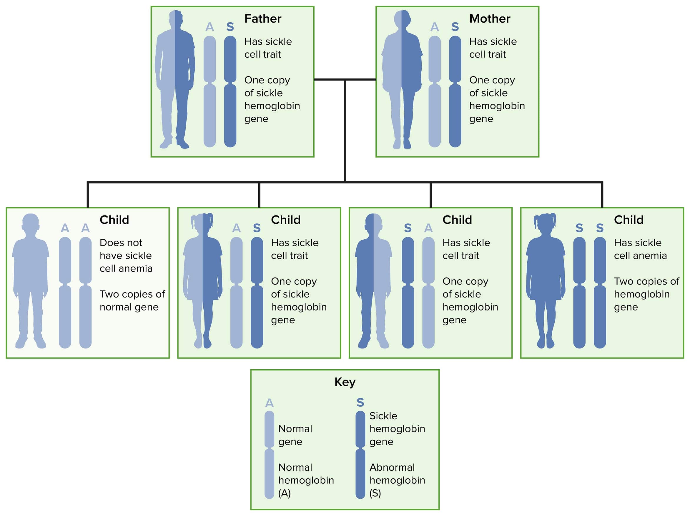 Sickle Cell Anemia Chart