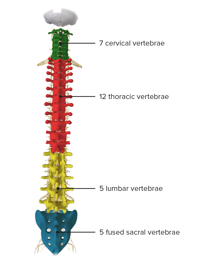 Spine Vertebrae Anatomy