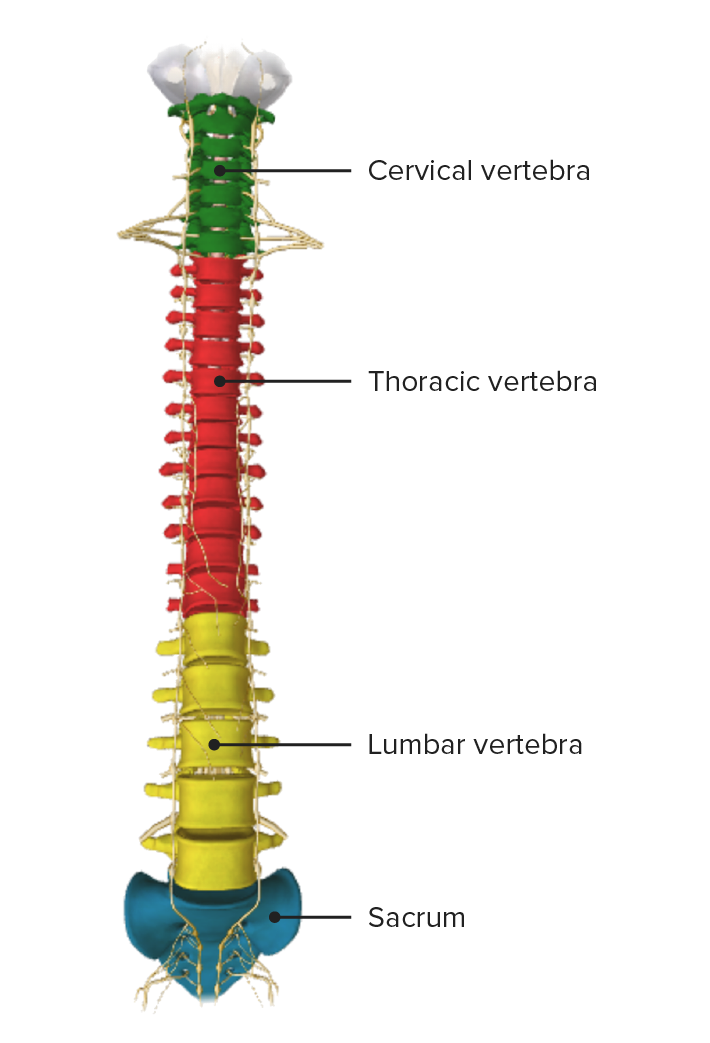 Vertebral Column Diagram