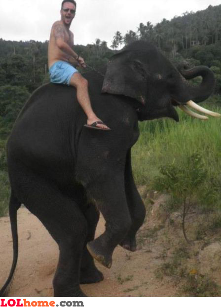 Elephant riding