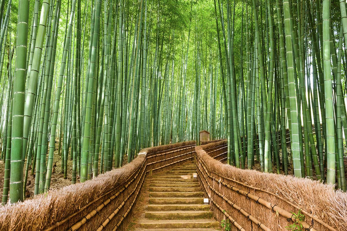 Bamboo Forest Wallpaper for Walls, Forest Bamboo Mural