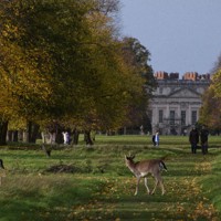 ロンドンの王立公園・ブッシーパークを悠然と歩く野生の鹿＝横山三加子撮影