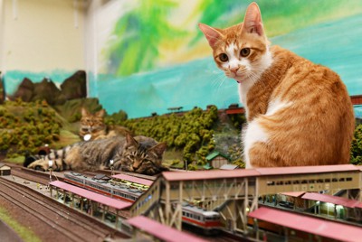 鉄道ジオラマの中でくつろぐ猫たち＝大阪市天王寺区で2021年12月7日、菱田諭士撮影