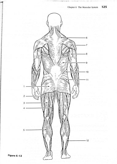 Identify each of the numbered muscles in Figure $6-12$ by pl | Quizlet