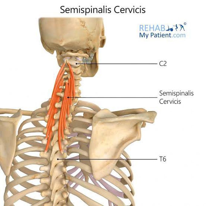 Semispinalis cervicis - MEDizzy