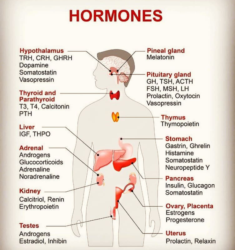 Hormones - MEDizzy