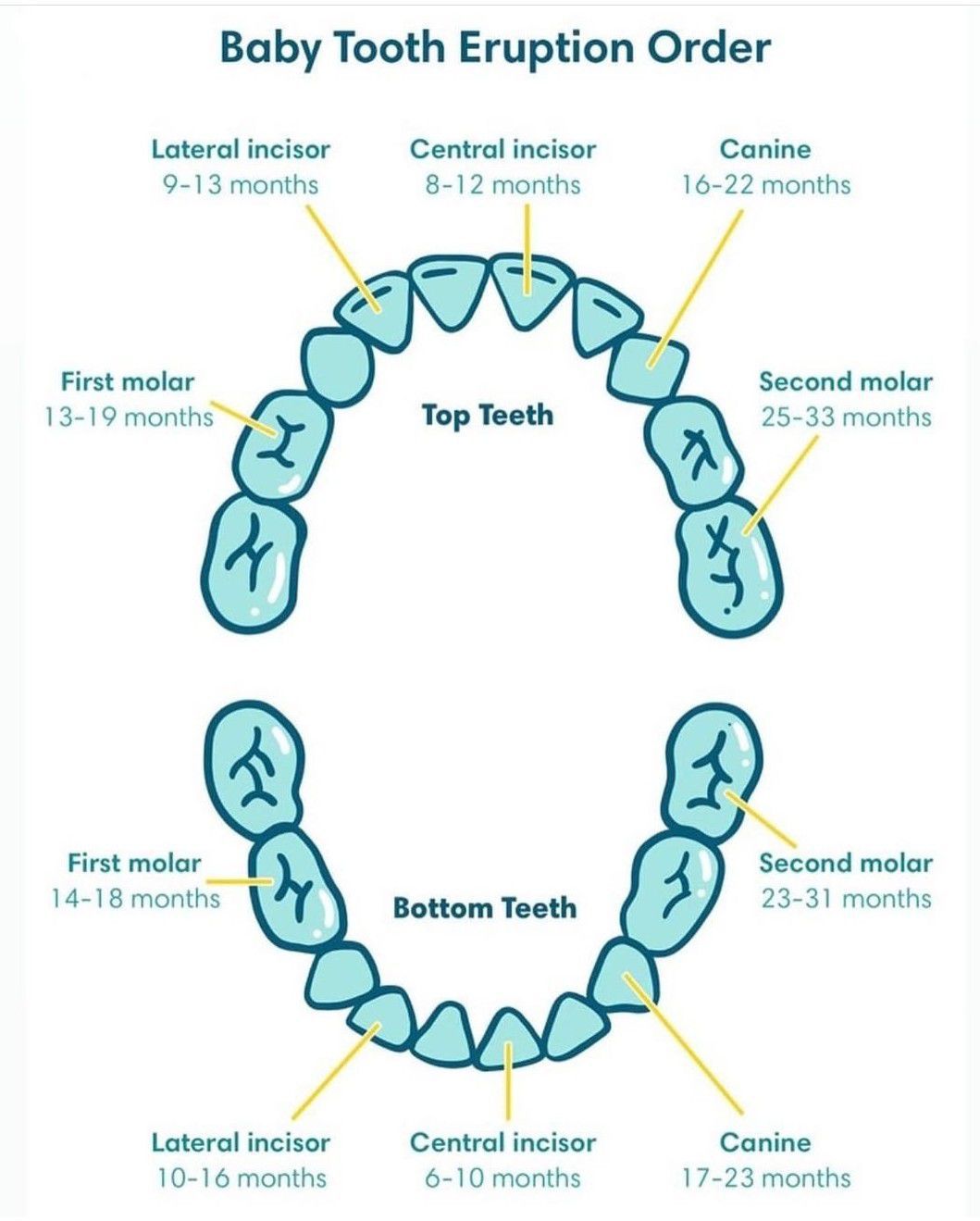 Deciduous Teeth - MEDizzy