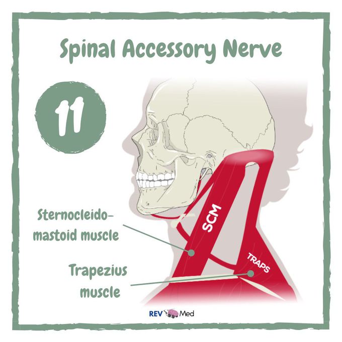 Accessory Nerve