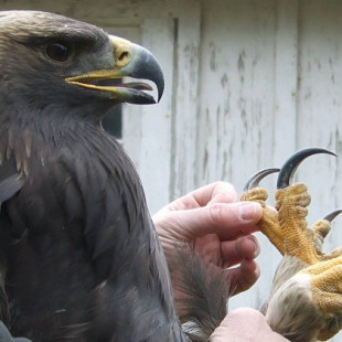 Las grandes garras del águila real | Menéame