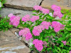 Japanese Spirea Plant