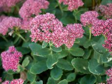 Pink Sedum Plants