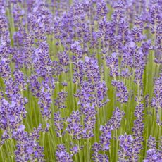 Many munstead lavender blossoms