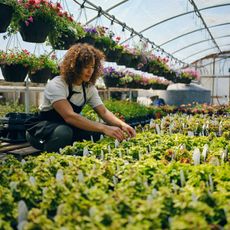 Garden center employee tending to plants