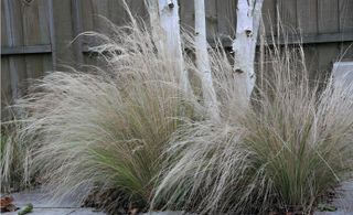 Stipa tenuissima