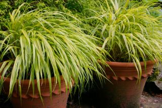 pot of ornamental grasses