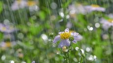 Close-up daisy-like flower in the rain