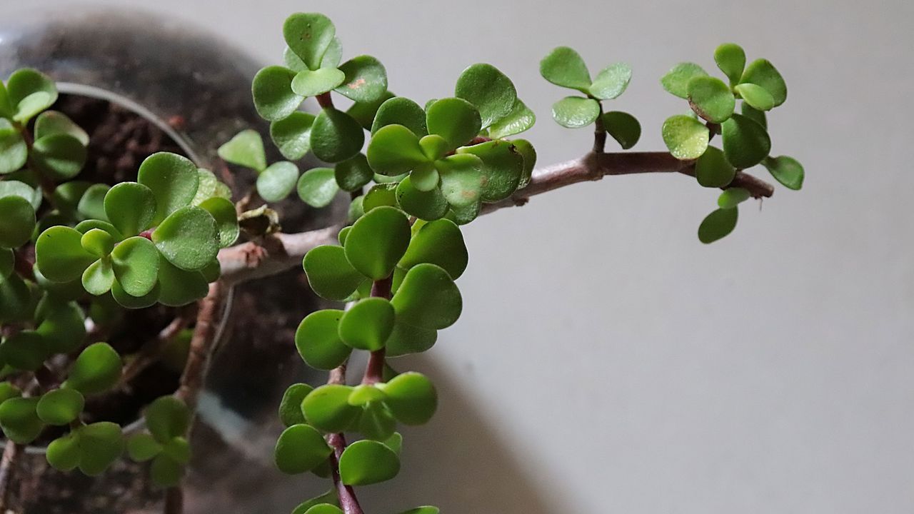 Jade plant close up of leaves