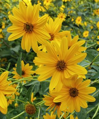 Jerusalem artichoke flowers