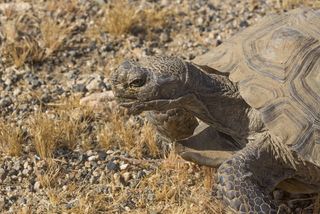 desert tortoise