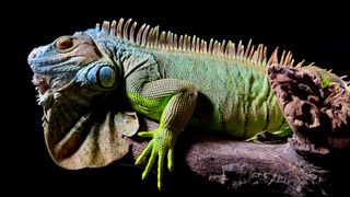 A colorful lizard sitting on a branch