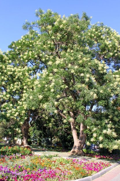 acacia variety