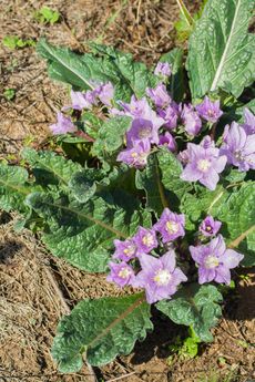 mandrake plant