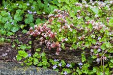 English Stonecrop